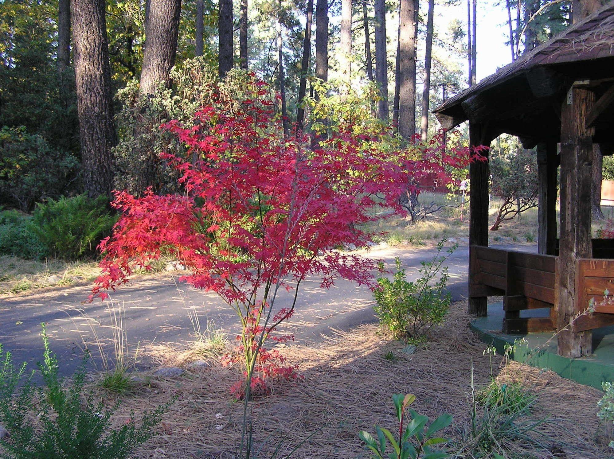Quiet Creek Inn Idyllwild Exterior foto