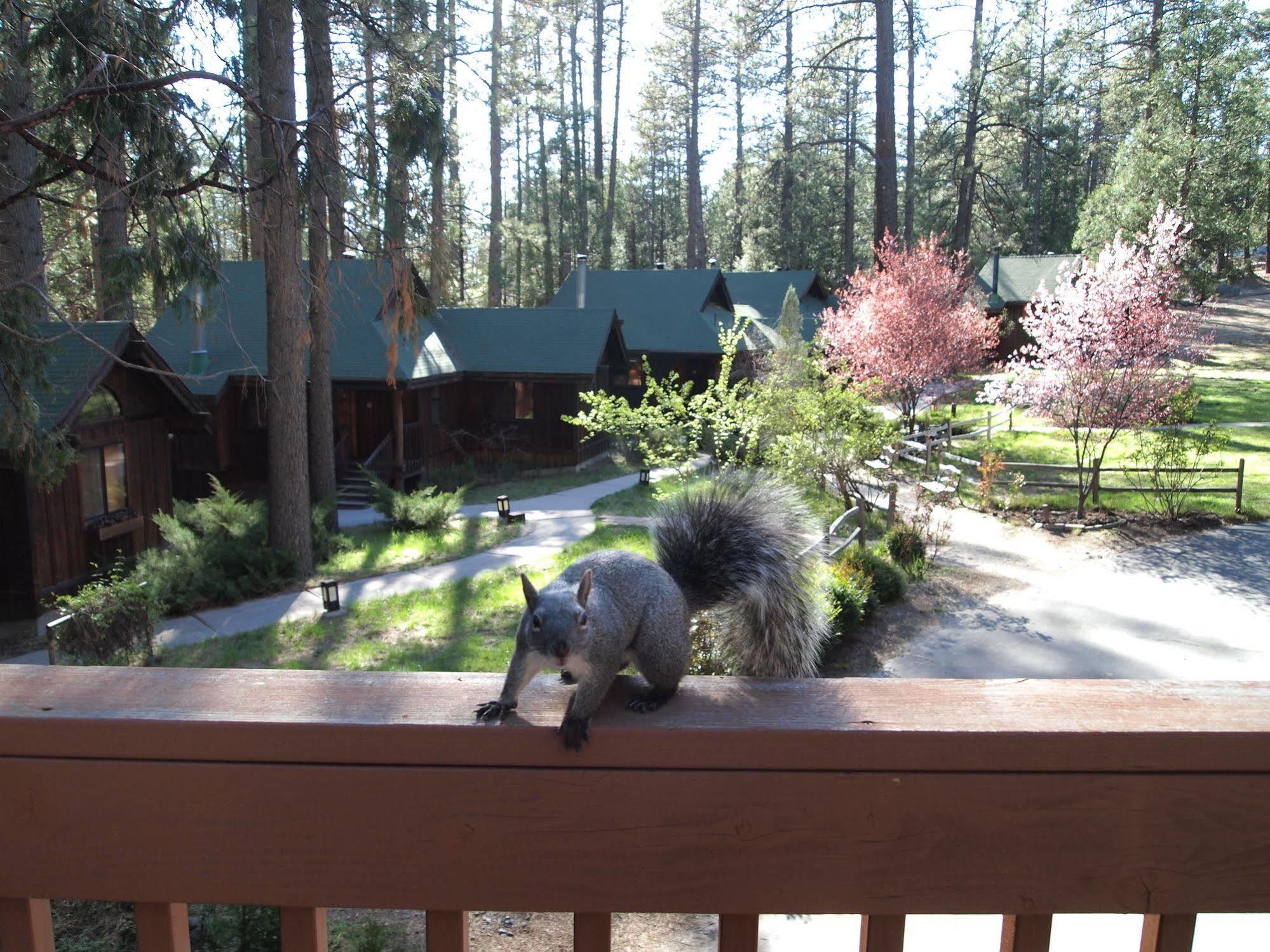 Quiet Creek Inn Idyllwild Exterior foto