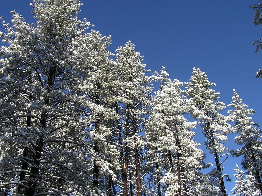 Quiet Creek Inn Idyllwild Exterior foto